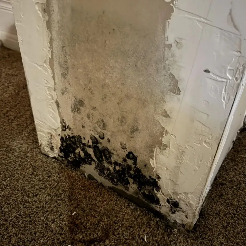 Professional Mold Removal in Middletown, VA